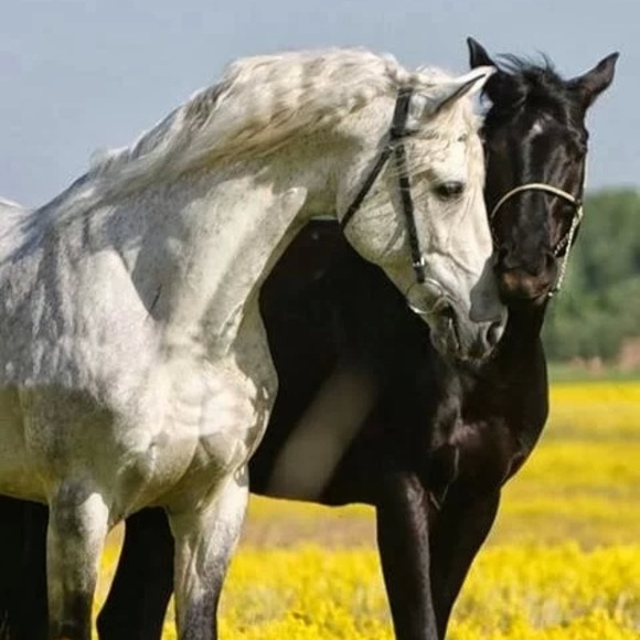 BUNDLE 2 saddle blankets and golf bag.ON HOLD !!