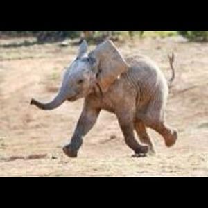 Bundle/trade for @littlegypsylady