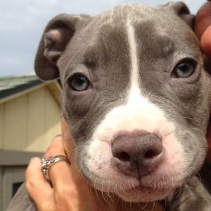 American Girl Bundle for Kristy!