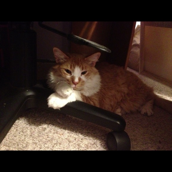 Mr.Mango sends his love!! (But not his fur) - Picture 2 of 4