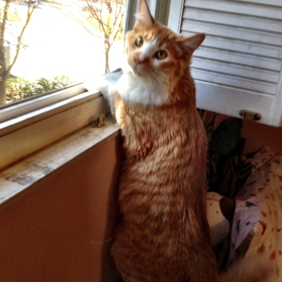 Mr.Mango sends his love!! (But not his fur) - Picture 3 of 4