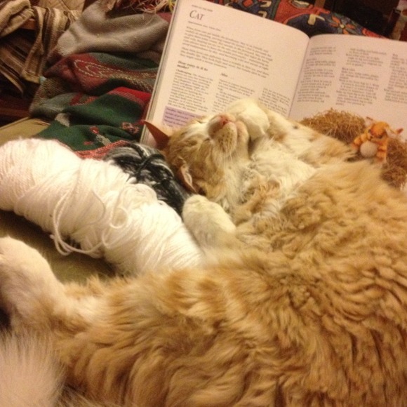 Mr.Mango sends his love!! (But not his fur) - Picture 4 of 4