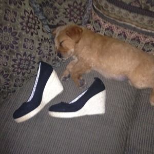 NWOT 👠 Cute Volatile Wedge  👠