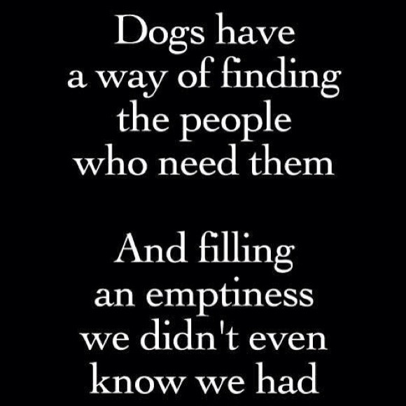Not selling anything here..including dogs.