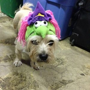 Witch costume new without tags