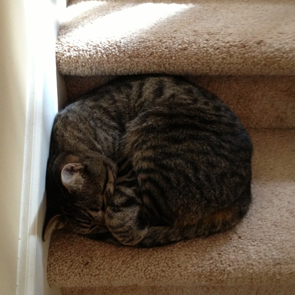 My cat Beau