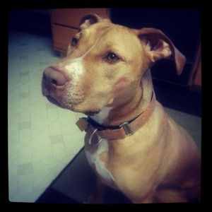 My pooch 🐶🐾