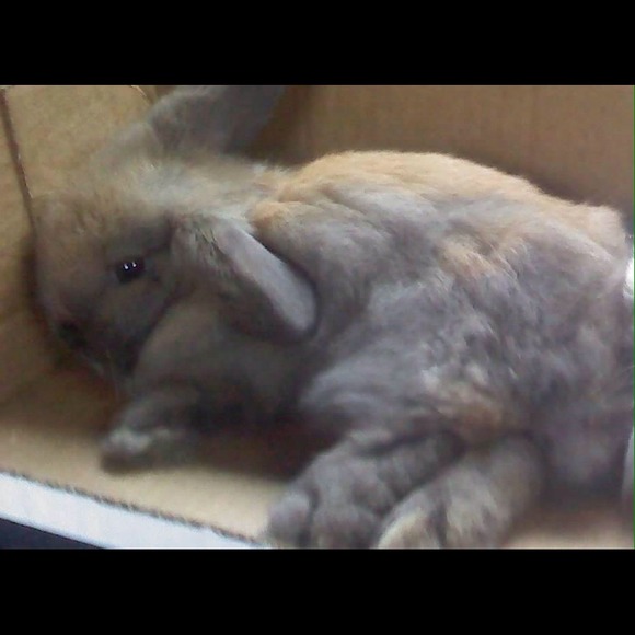 (NOT FOR ADOPTION) - Picture 2 of 3