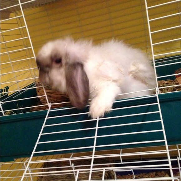 (NOT FOR ADOPTION) - Picture 3 of 3