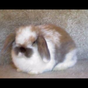 (NOT FOR ADOPTION)