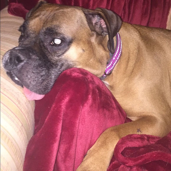 Thanks for stopping by...meet my bestie Sam! - Picture 2 of 4