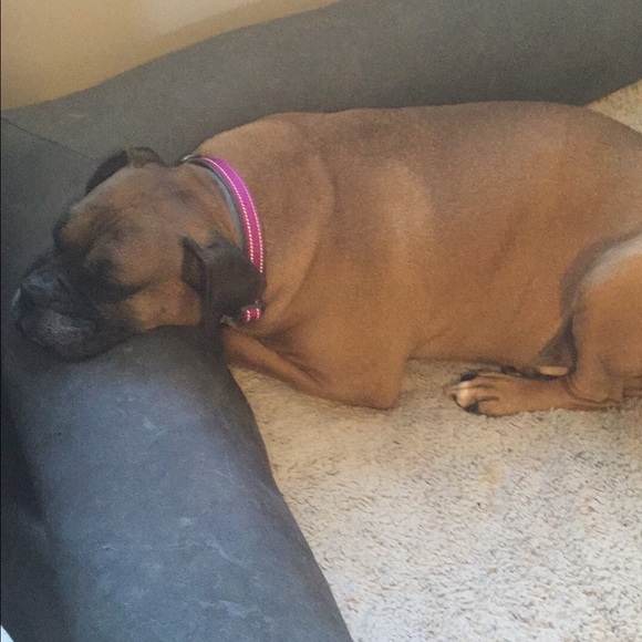 Thanks for stopping by...meet my bestie Sam! - Picture 3 of 4