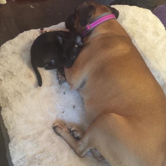 Thanks for stopping by...meet my bestie Sam! - Picture 4 of 4