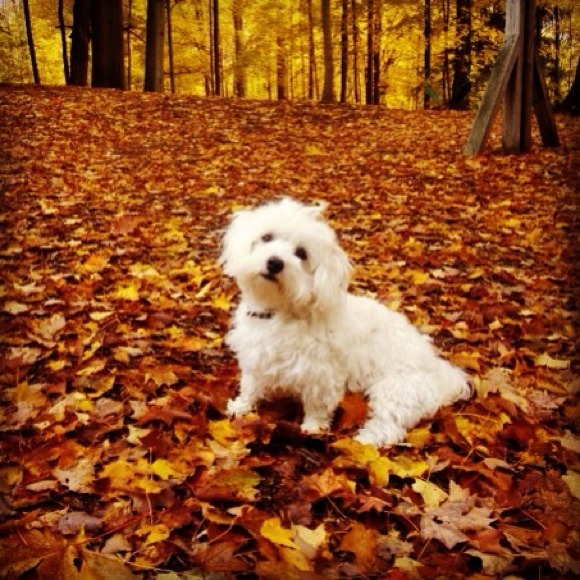 Happy Fall Friends!! ๐๐๐๐๐ป๐ป - Picture 2 of 4