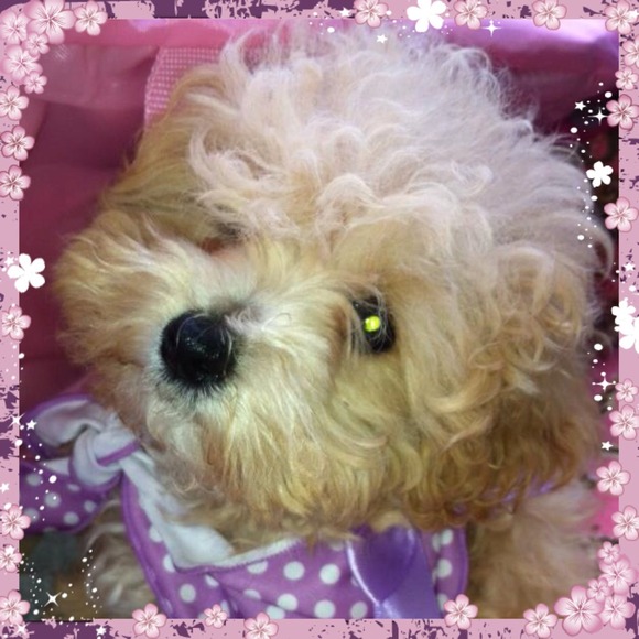 Not for sale Poppi Puppy