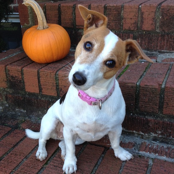 Pumpkin butt