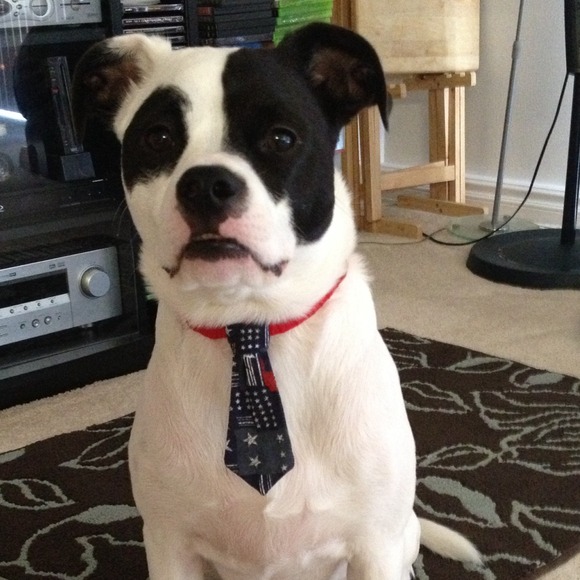 🐾Posh Fan🐾 - Picture 3 of 4