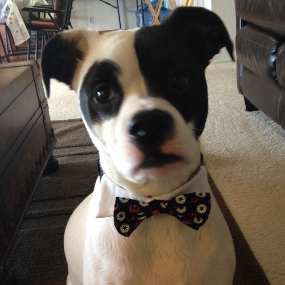 🐾Posh Fan🐾 - Picture 4 of 4