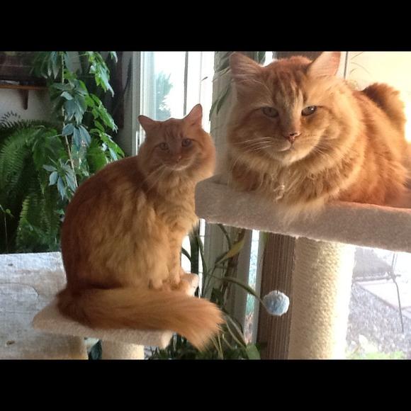 "Meow & Forever"!