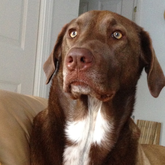 Posh Ambassador! Top Rated Seller! 6X Party Host - Picture 6 of 16