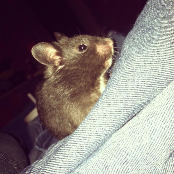Buy from my mommy ❤️🐹