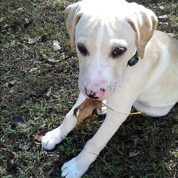 ISO dog things for him!