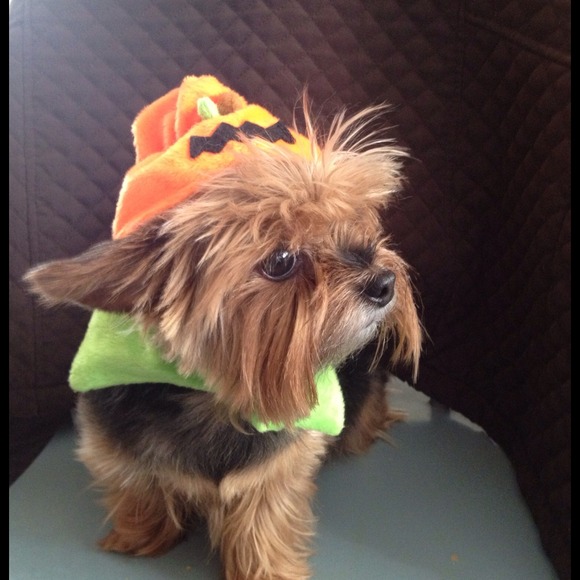 Pet Halloween costume and hats.