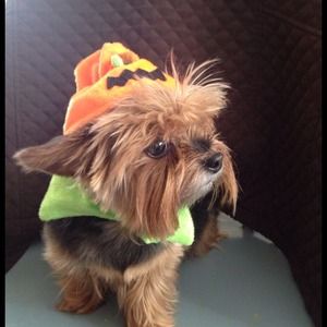 Pet Halloween costume and hats.