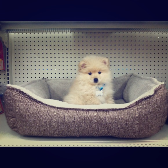 Baby Chubbs