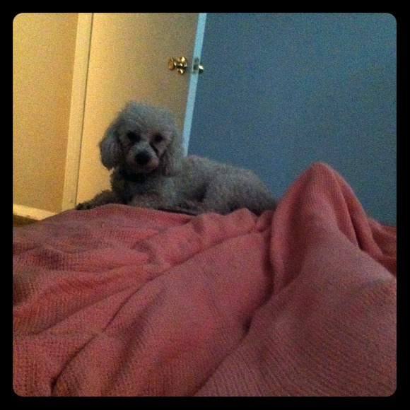 My pup