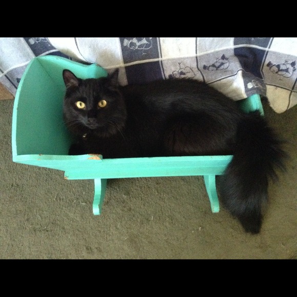Meet Johnny Cash!
