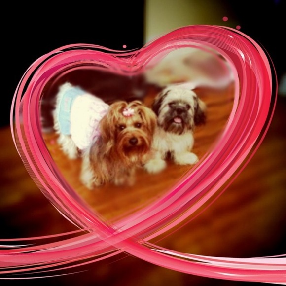 Please support our new FB PAGE 🐶🐶🐶🐶🐶🐶🐶 - Picture 2 of 4