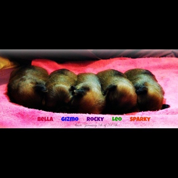 Please support our new FB PAGE 🐶🐶🐶🐶🐶🐶🐶 - Picture 3 of 4