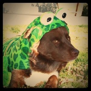 NOT FOR SALE!!!!! Happy almost halloween poshers!