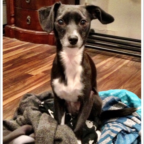 ABOUT ME: 🐶💜 - Picture 7 of 9