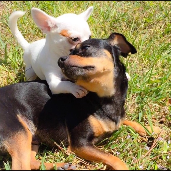 ABOUT ME: 🐶💜 - Picture 8 of 9