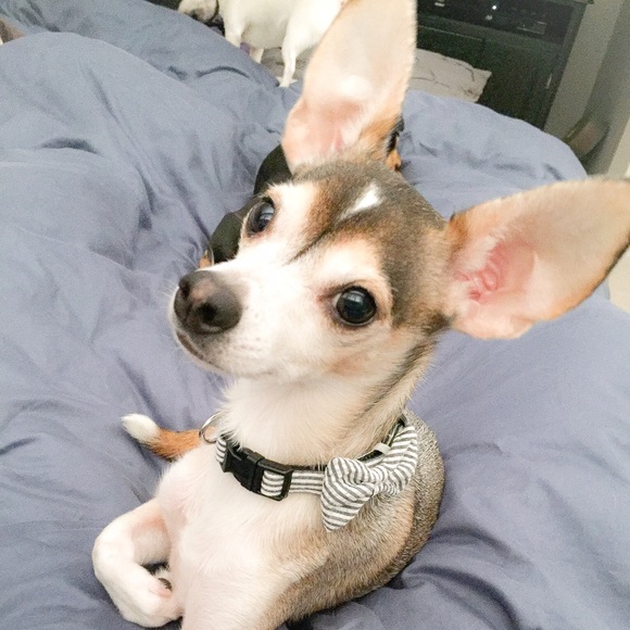 ABOUT ME: 🐶💜 - Picture 5 of 9