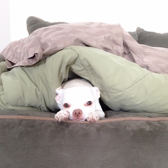 ABOUT ME: 🐶💜 - Picture 6 of 9