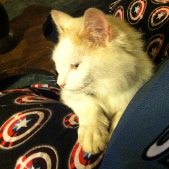 Sharing my Flame Point Cat Moonshine - Picture 2 of 2