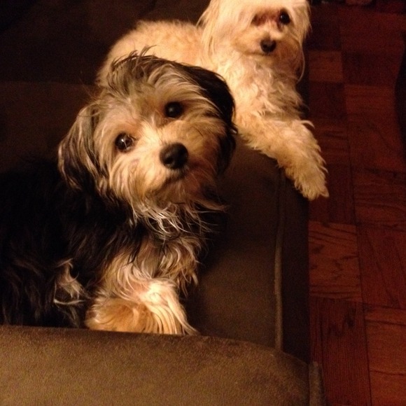 My wonderful children ❤️🐾