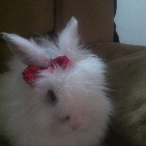 Meet Cotton, one of our rescue bunnies :) <3