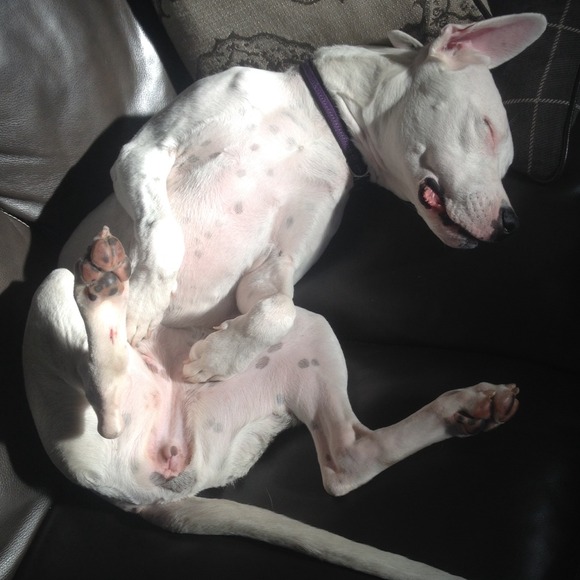 My Dogo Argentino