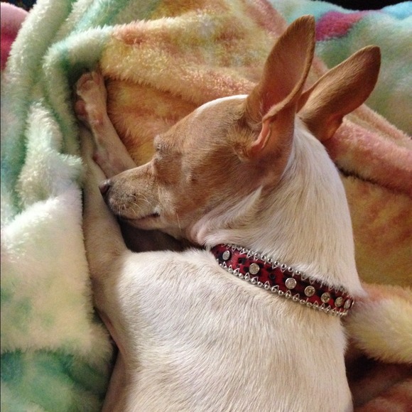 🌙🐺🌿🌸🐨🌺🐶 - Picture 3 of 6