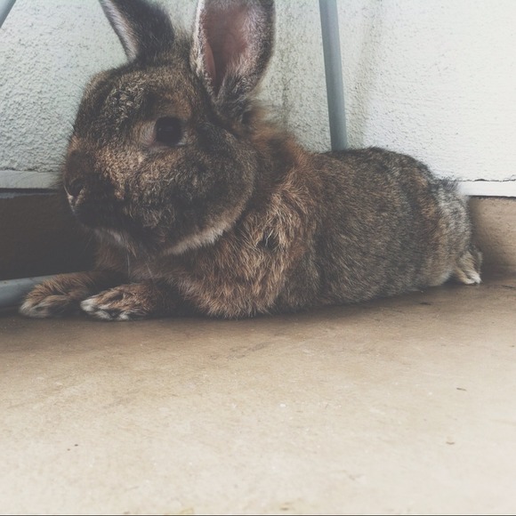 Meet your seller🐨 - Picture 2 of 4