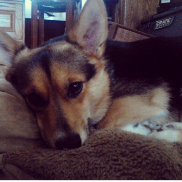 This is my dog Bowen. He's a Corgi ☺️