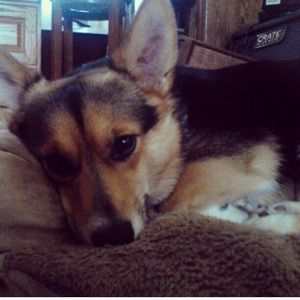 This is my dog Bowen. He's a Corgi ☺️