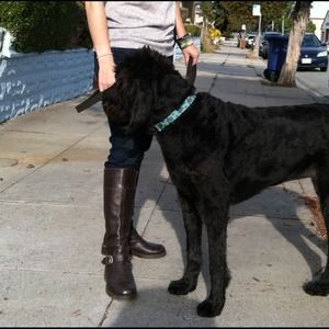 Hold thru 11/20. Brown Leather JCrew Riding Boots