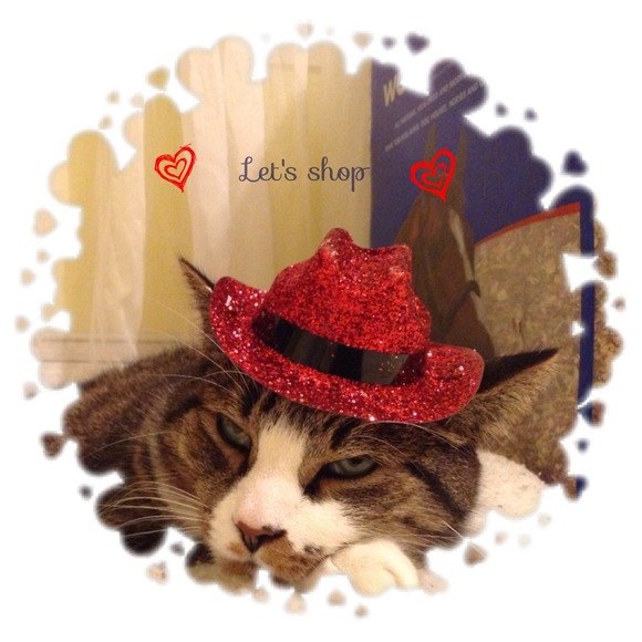 😺My strange and funny cats🙀😻😽