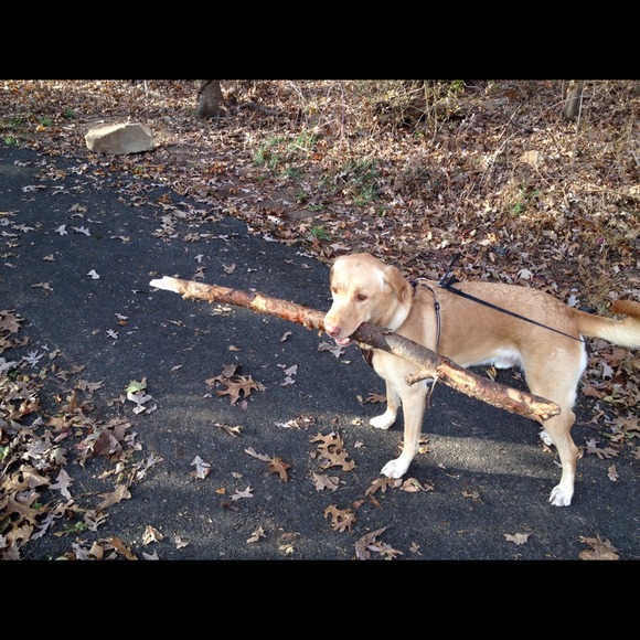 My puppy holding a really big stick!