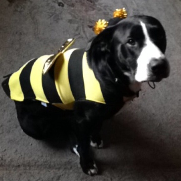 Dog bee costume